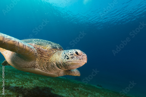 Female green turtle in the Red Sea.
