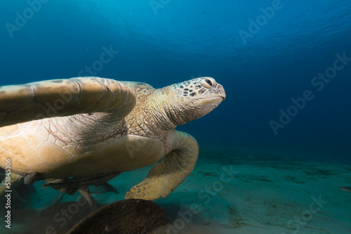 Fototapeta Naklejka Na Ścianę i Meble -  Female green turtle in the Red Sea.