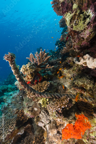 Fototapeta Naklejka Na Ścianę i Meble -  Tropical waters of the Red Sea.