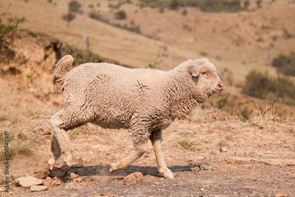 Obraz premium Sheep walking on farm