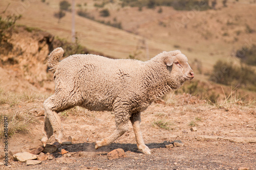 Sheep walking on farm