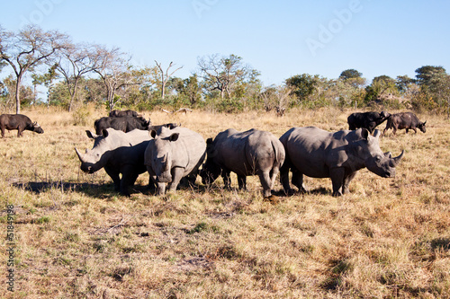 Rhino herd standing on grass plain
