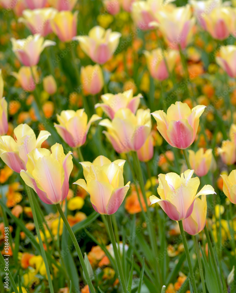 Blushing lady tulips
