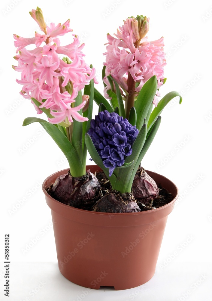 lila and pink hyacinth flowers lila and pink hyacinth flowers