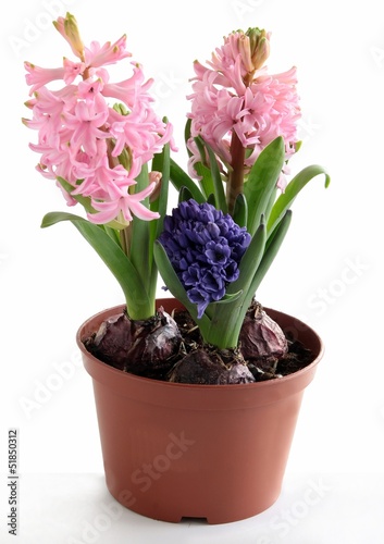 lila and pink hyacinth flowers