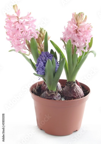 pink and lila hyacinth plant blooming