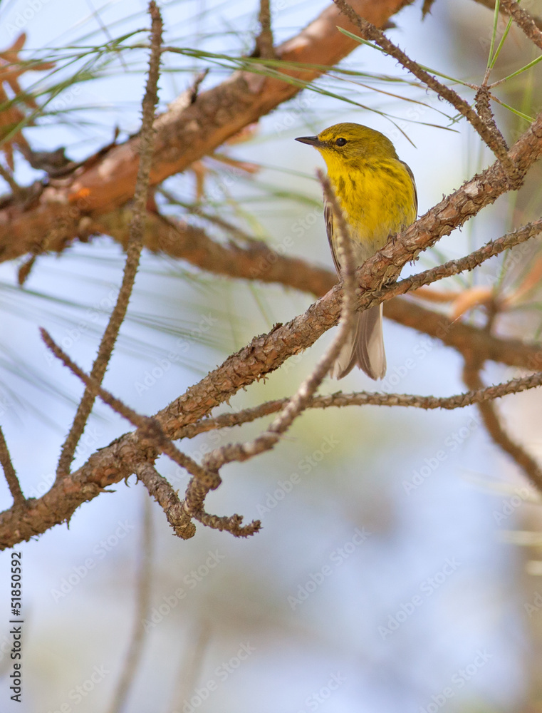Fototapeta premium Pine Warbler