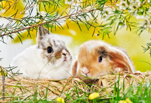 two baby rabbits on hay