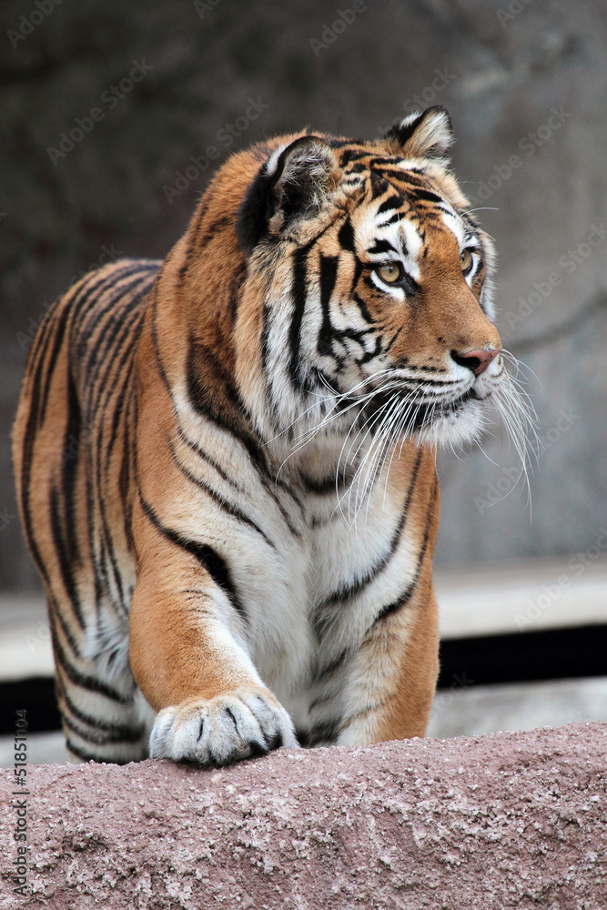Obraz premium Frontal view of a Siberian tiger (Panthera tigris altaica)