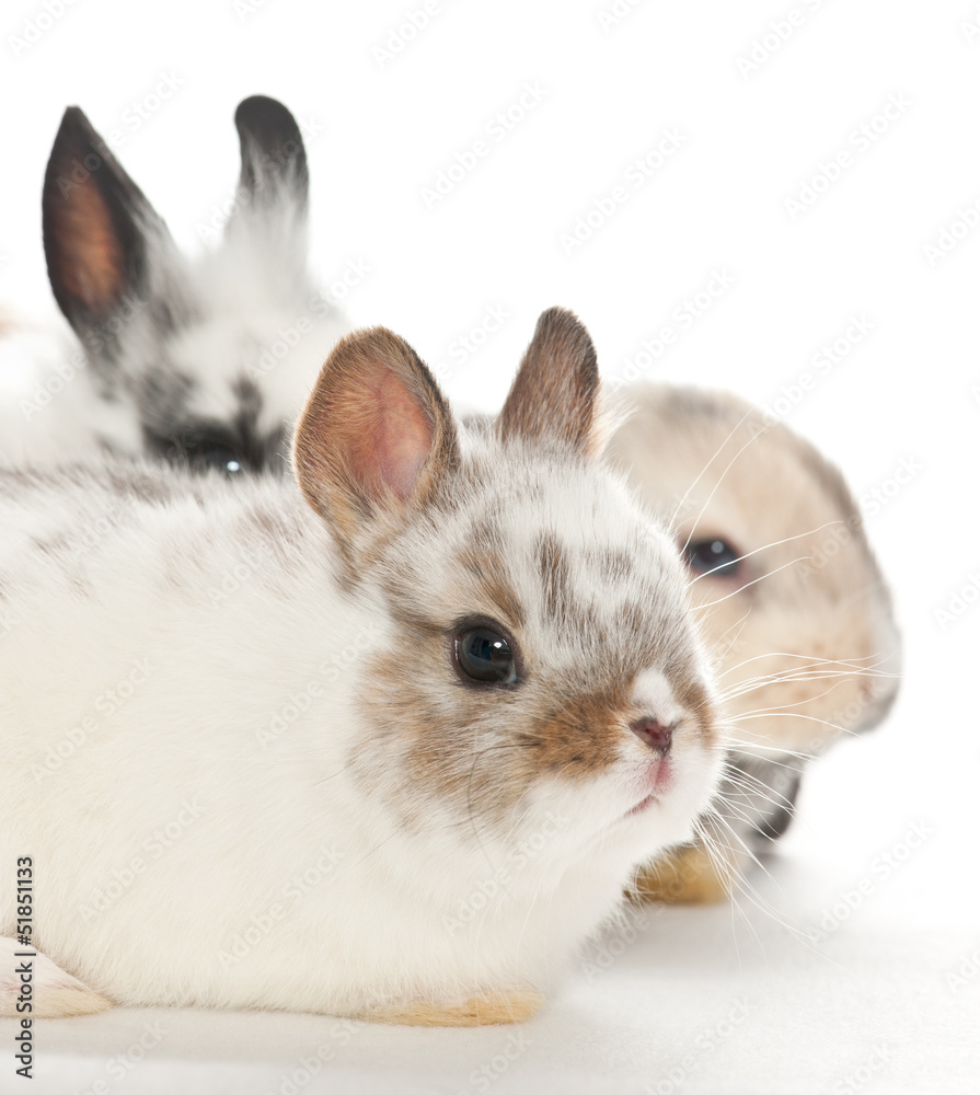 portrait of baby rabbits with white background portrait of baby rabbits with white background