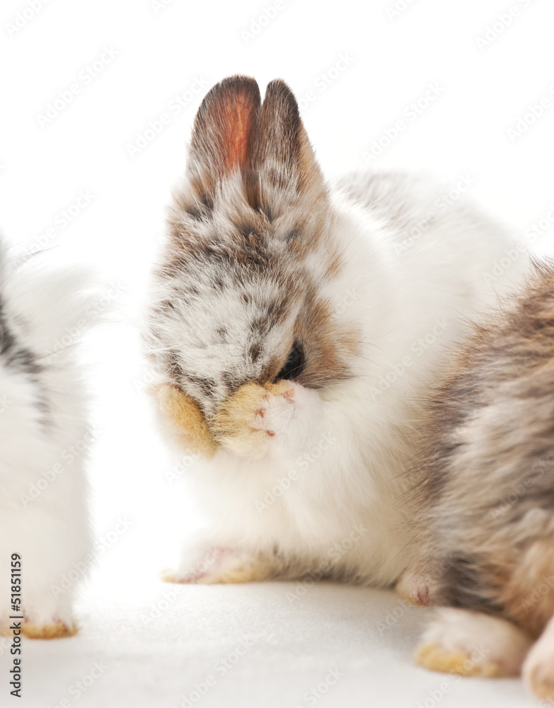 portrait of baby rabbits cleaning itself portrait of baby rabbits cleaning itself
