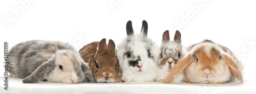 portrait of baby rabbits with white background