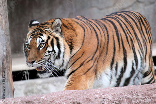 Siberian tiger  Panthera tigris altaica  walking
