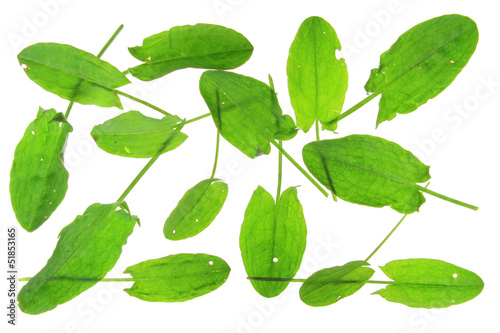 Sauerampfer (Rumex acetosa)