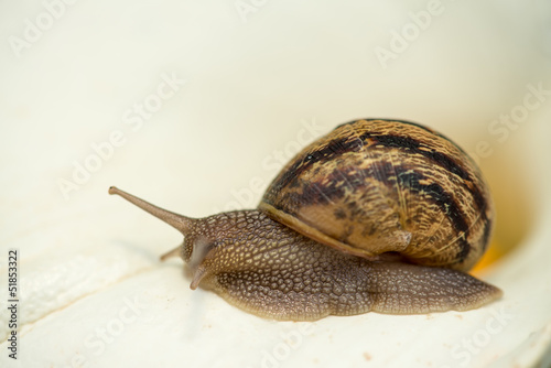 Snail on a White Calla, close-up photo