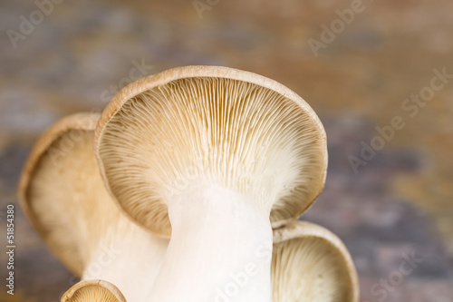 Underneath Fresh Mushroom on Stone Background