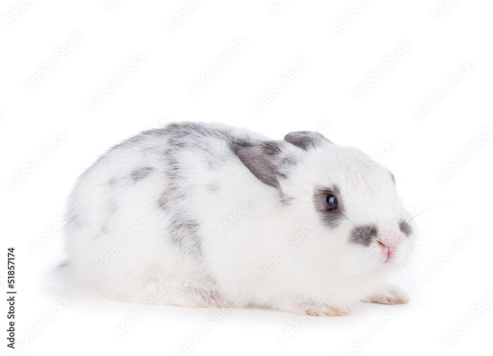 Small rabbit Small rabbit