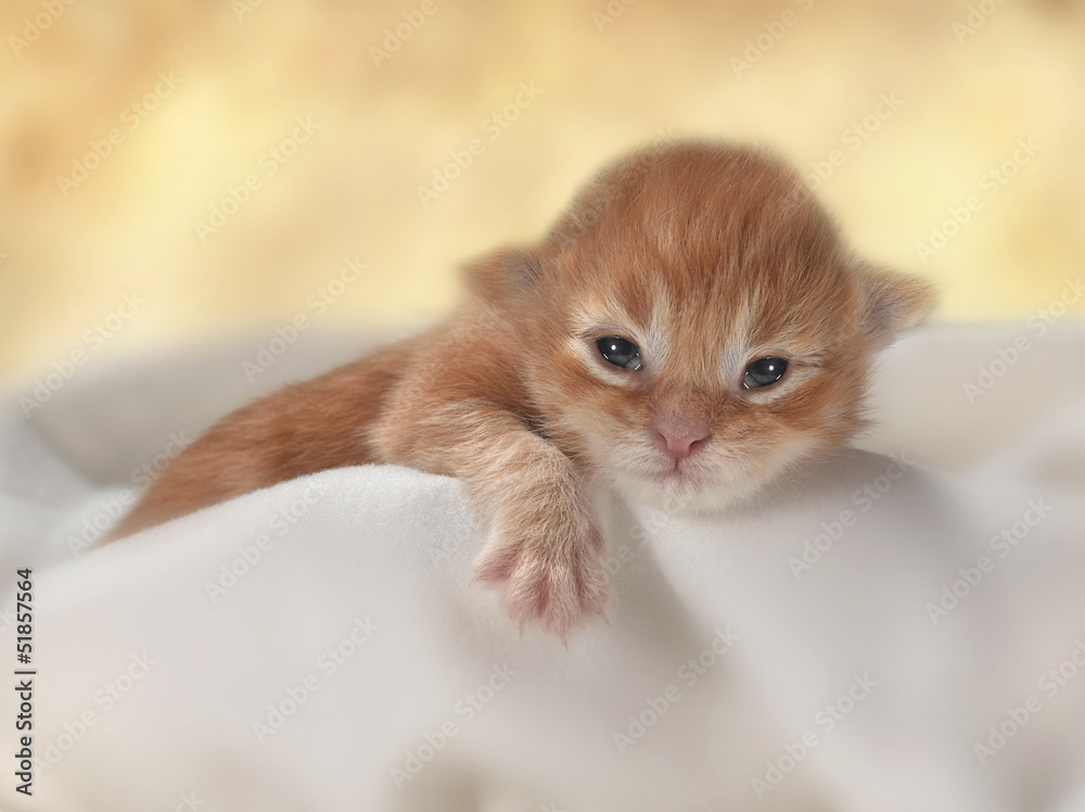 Fototapeta premium kitten