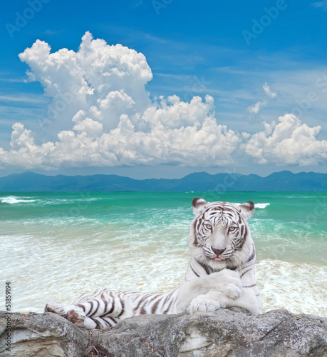 Photo white tiger