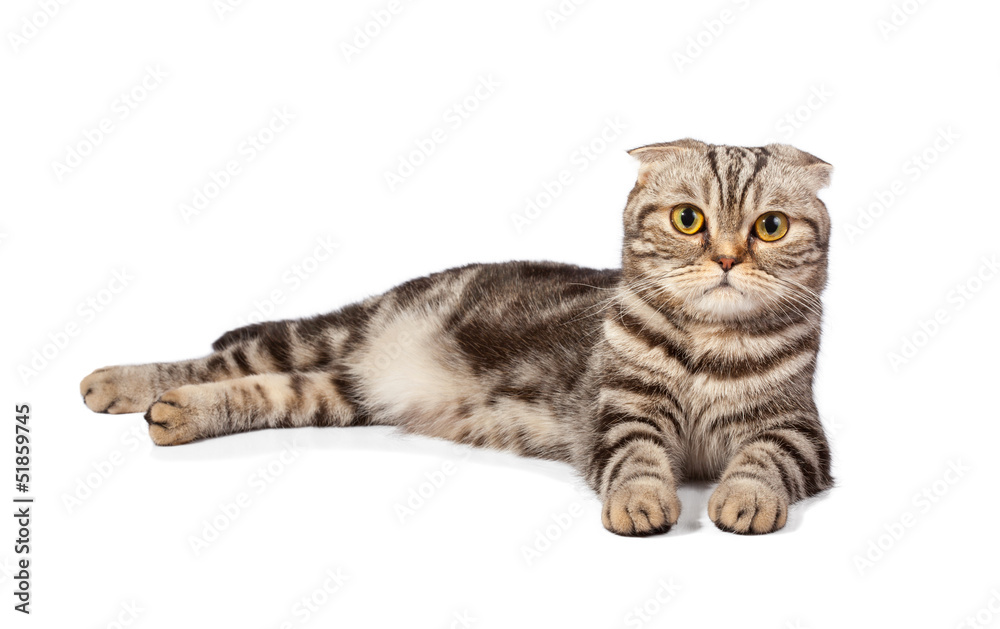 Scottish-fold cat isolated on white background