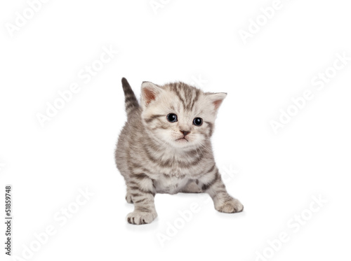 Scottish fold kitten isolated on white background