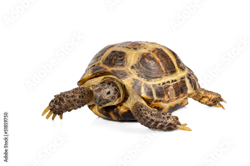studio photo of little turtle isolated on white background