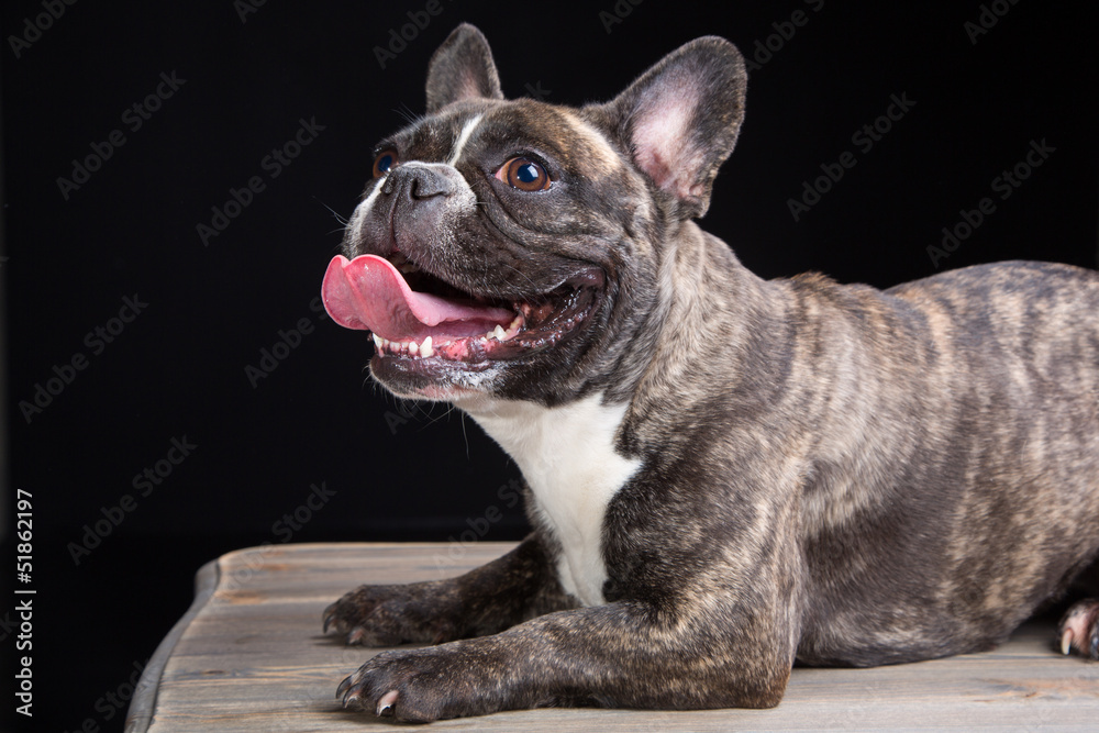 smiling French bulldog of tiger color on black