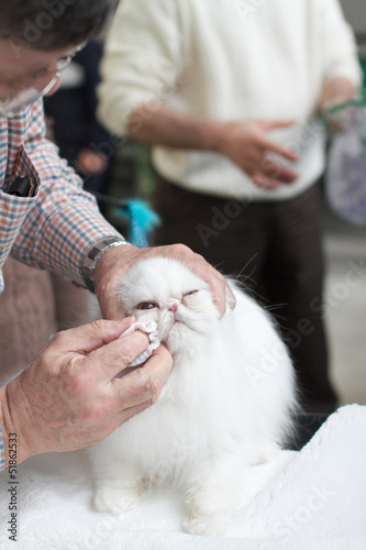 pulizia gatto persiano © Stocked House Studio