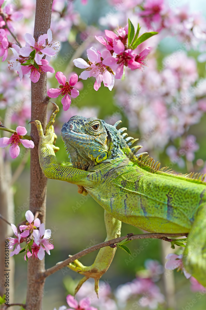 Fototapeta premium Iguana at walk on the flowering peach tree