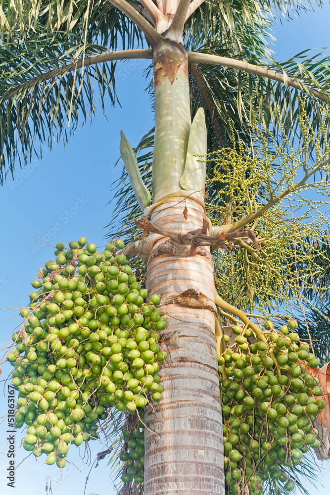 Fototapeta premium Royal palm and seeds. ( Roystonea regia (HBK.)Cook.)