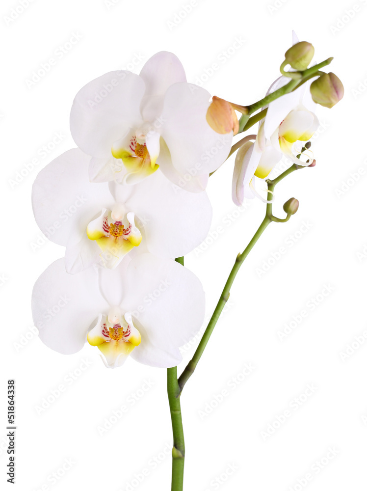 Fototapeta premium Delikatna piękna orchidea na białym tle