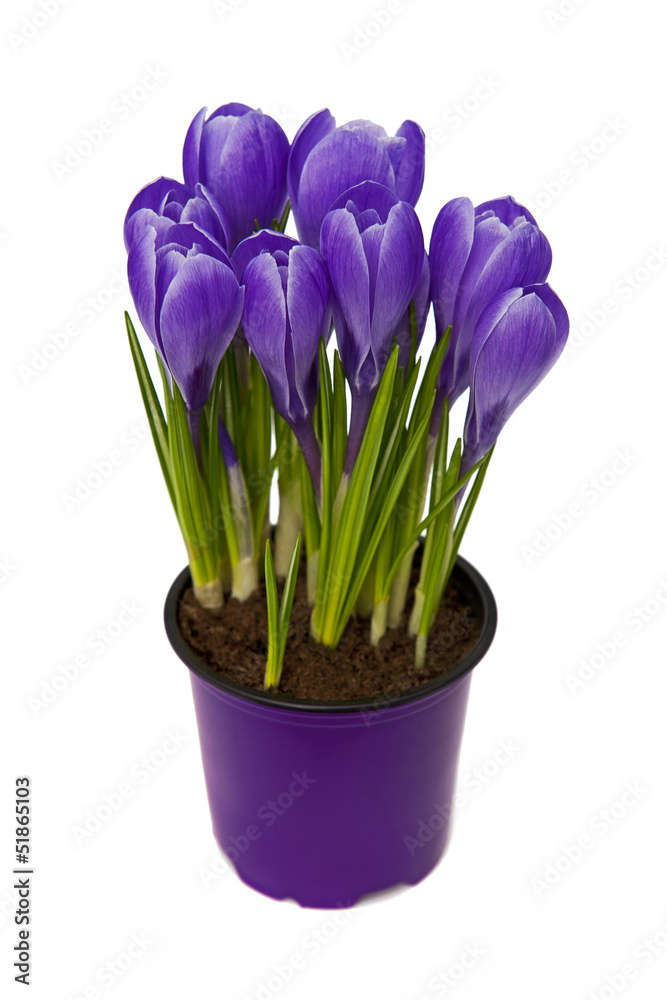 Crocus Crocus