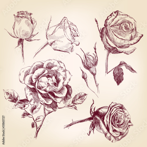 hand drawn roses set