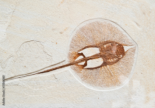 Obraz na plátně Fossils  electric fish