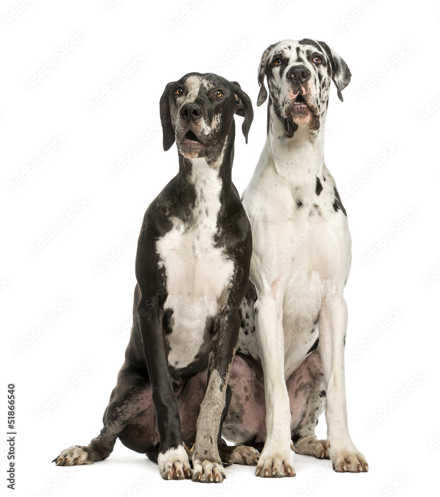 Two Great Danes sitting and looking away, 1 year old,  isolated