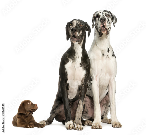 Two Great Danes sitting and looking away and puppy labrador © Eric Isselée