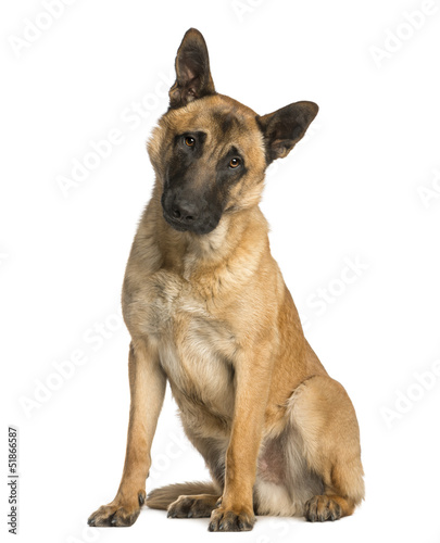 Fototapeta Naklejka Na Ścianę i Meble -  Belgian Shepherd sitting with a  wondering look, 10 months old
