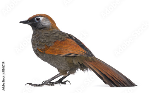 Side view on a Red-tailed Laughingthrush - Garrulax milnei
