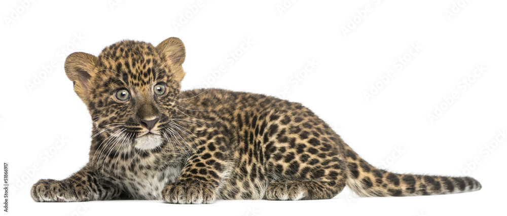 Naklejka premium Spotted Leopard cub lying down - Panthera pardus, 7 weeks old