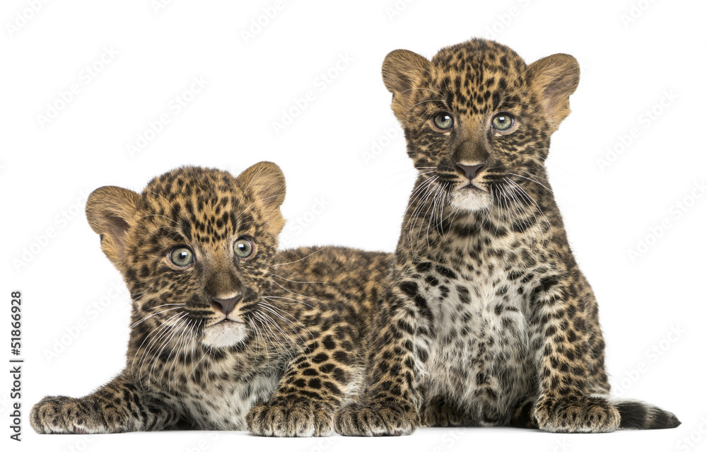 Fototapeta premium Two Spotted Leopard cubs lying down and sitting - Panthera pardu
