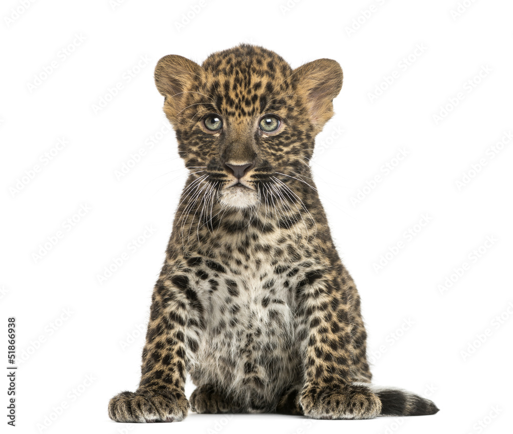 Naklejka premium Spotted Leopard cub sitting - Panthera pardus, 7 weeks old