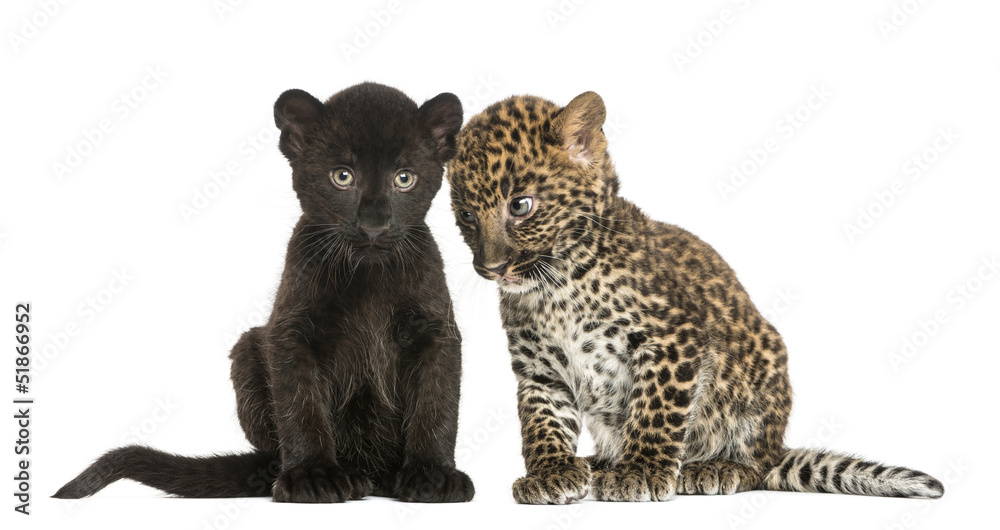 Fototapeta premium Two Black and Spotted Leopard cubs, 3 and 7 weeks old