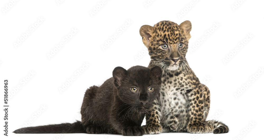 Fototapeta premium Two Black and Spotted Leopard cubs next to each other