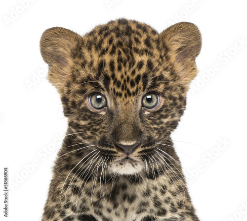 Close-up of a Spotted Leopard cub starring at the camera