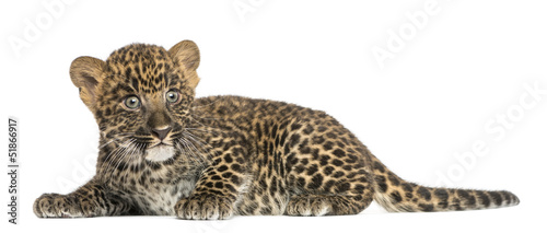Spotted Leopard cub lying down - Panthera pardus, 7 weeks old