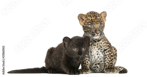 Two Black and Spotted Leopard cubs next to each other