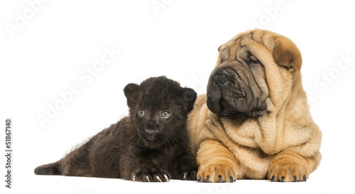 Shar pei puppy and Leopard cub lying down next to each other