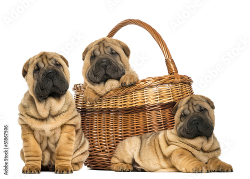 Fototapeta Naklejka Na Ścianę i Meble -  Three Sharpei puppies, sitting, lying and put in a wicker basket