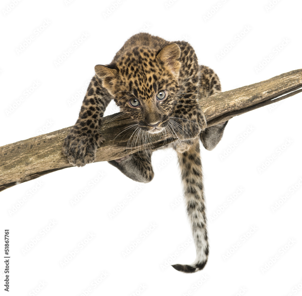 Spotted Leopard cub facing and prowling on a branch, 7 weeks old