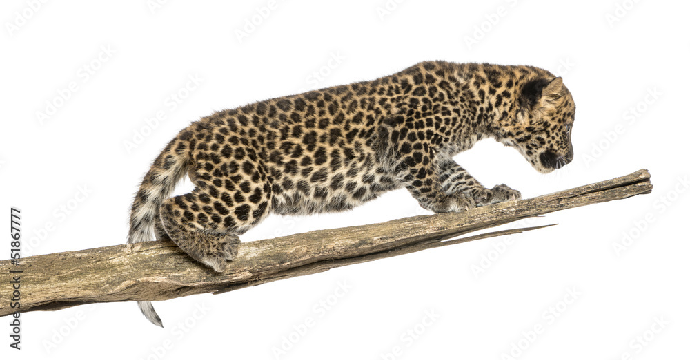 Obraz premium Spotted Leopard cub prowling on a branch, 7 weeks old, isolated